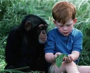 insan-ve-maymun-benzer-mi-1 İnsanla maymun arasındaki genetik benzerlik %98 midir? Bu benzerlik evrime delil olabilir mi?